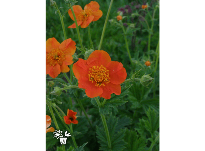 Geum coccineum   'Tosai'
